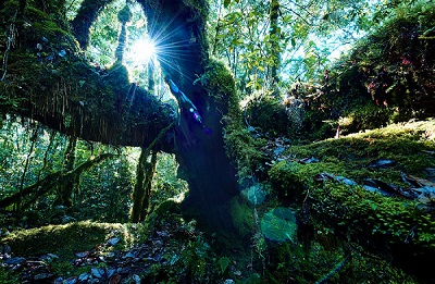高創科技關心在地生態 支持生態攝影大師守護山林創作